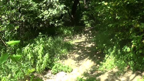 Trail-Mitten-In-Einem-Wald-In-Einem-Berg