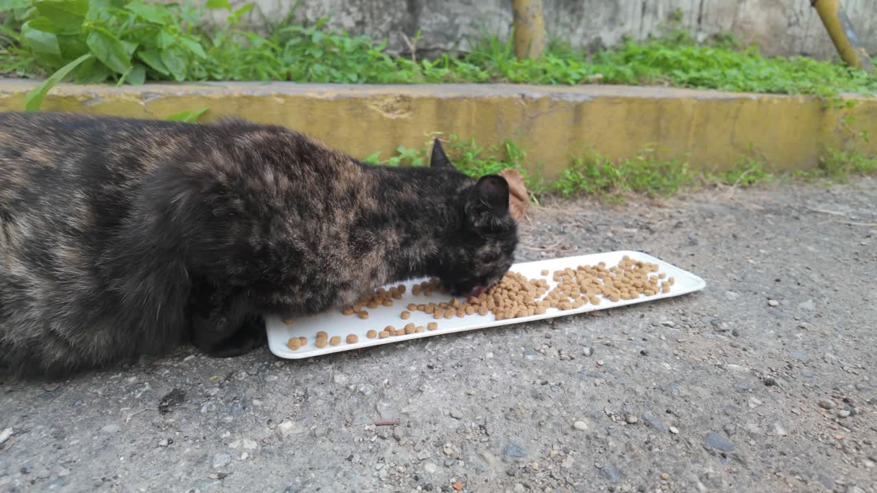 tortoiseshell cat with a unique black and orange fur pattern, showcasing alert behavior and the mystical "tortitude" personality in an urban setting