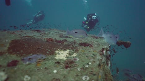 scuba divers exploring an underwater reef