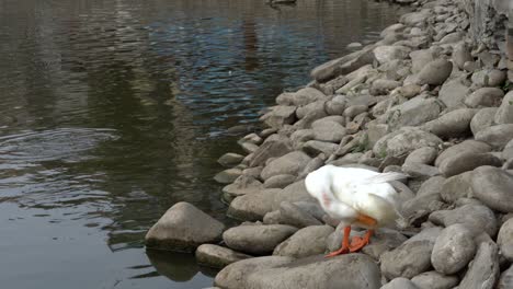 A-white-duck-preening-its-feathers-on-the-shore-of-a-lake-with-some-fish-swimming-in-the-water
