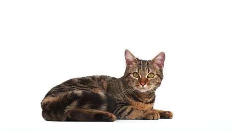 brown tabby domestic cat on white background, real time 4k