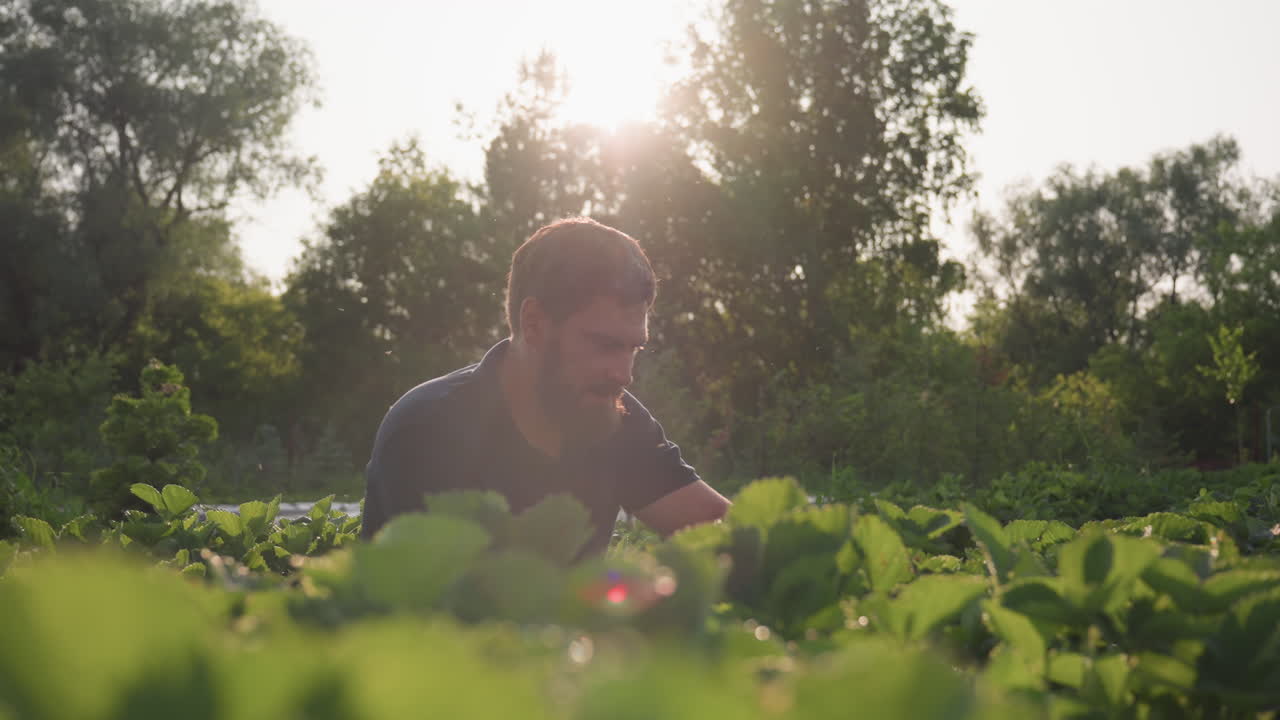 Close up of bearded man squatting in strawberry farm field surveying dewy foliage under golden sunlight flare at dawn, focusing on plant detail and warm backlit atmosphere among lush green leaves
