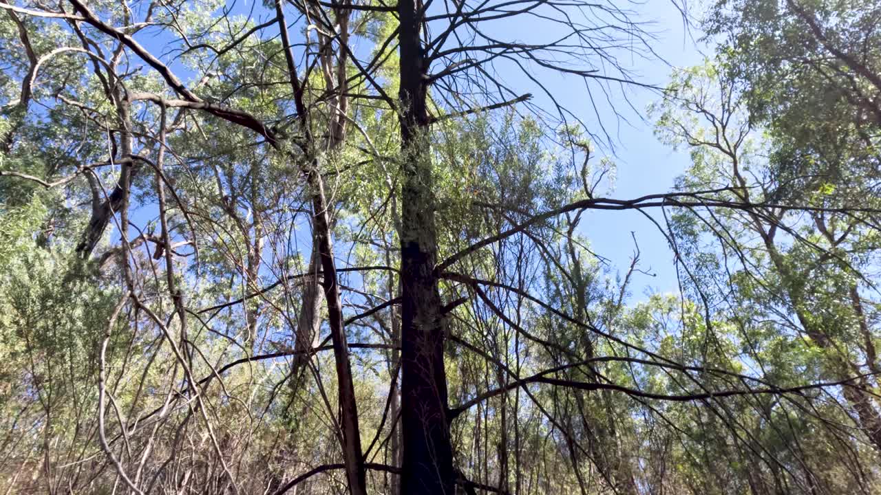 나무 와 빛 이 있는 조용 한 숲