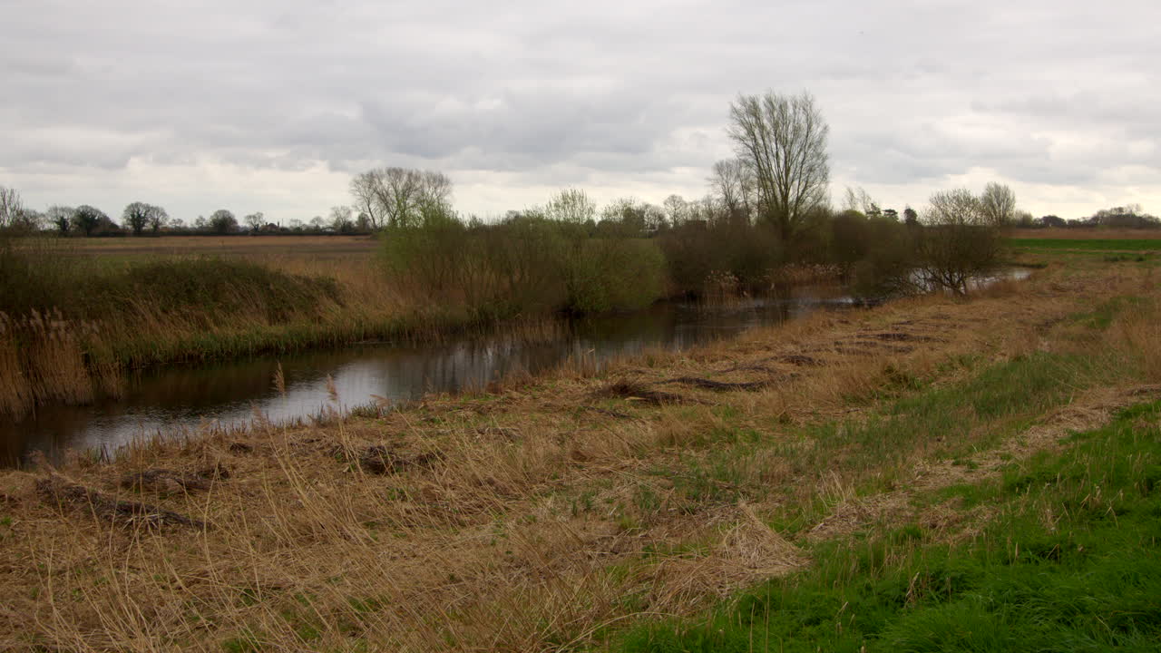 las cañas aplanadas debido a las inundaciones en la zanja de drenaje al lado del río hormiga, en el puente ludham