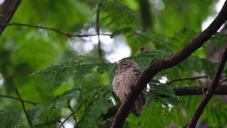 Perched-on-a-diagonal-branch-while-sleeping-and-then-moves-a-little-as-seen-after-a-rainy-afternoon,-Spotted-Owlet-Athene-brama,-Thailand