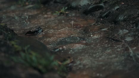 rain water flows and splashing on the rocks on rainy day in forest near costa rica