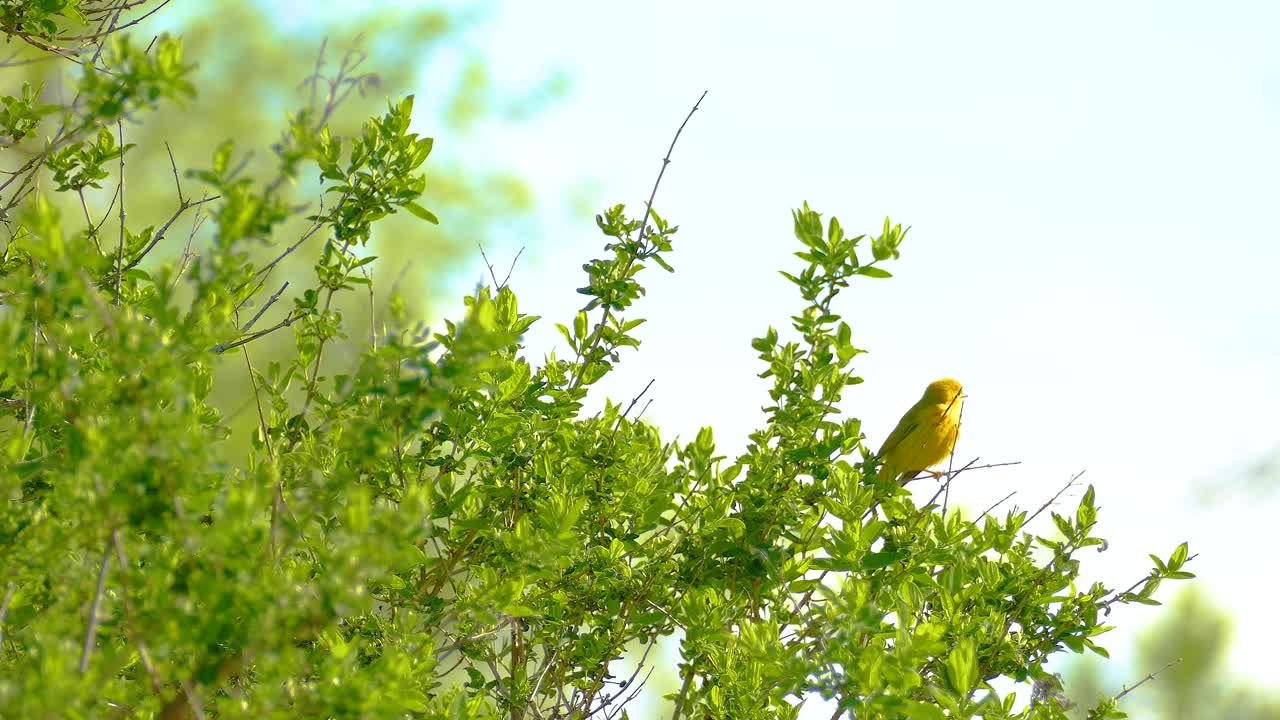 A Yellow Warbler sings its song on a green bush against a bright sky during a sunny day