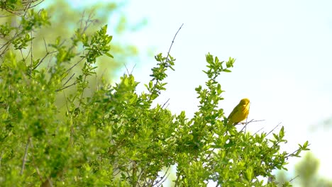 a yellow warbler sings its song on a green bush against a bright sky during a sunny day