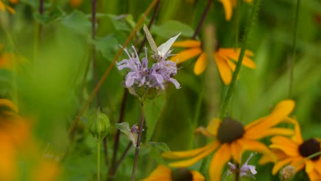 Weißer-Schmetterling,-Der-Eine-Schöne-Lila-Blume-Bestäubt