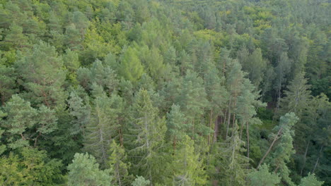 Quiet-flight-over-the-green-treetops---aerial