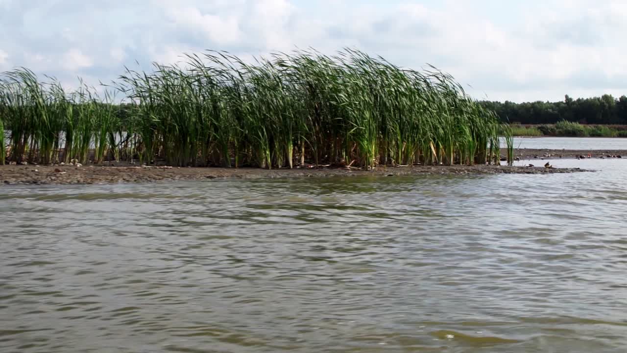 cañas comunes que crecen en el delta del danubio vistas desde un barco de crucero