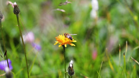 bee collects nectar from flower crepis alpina