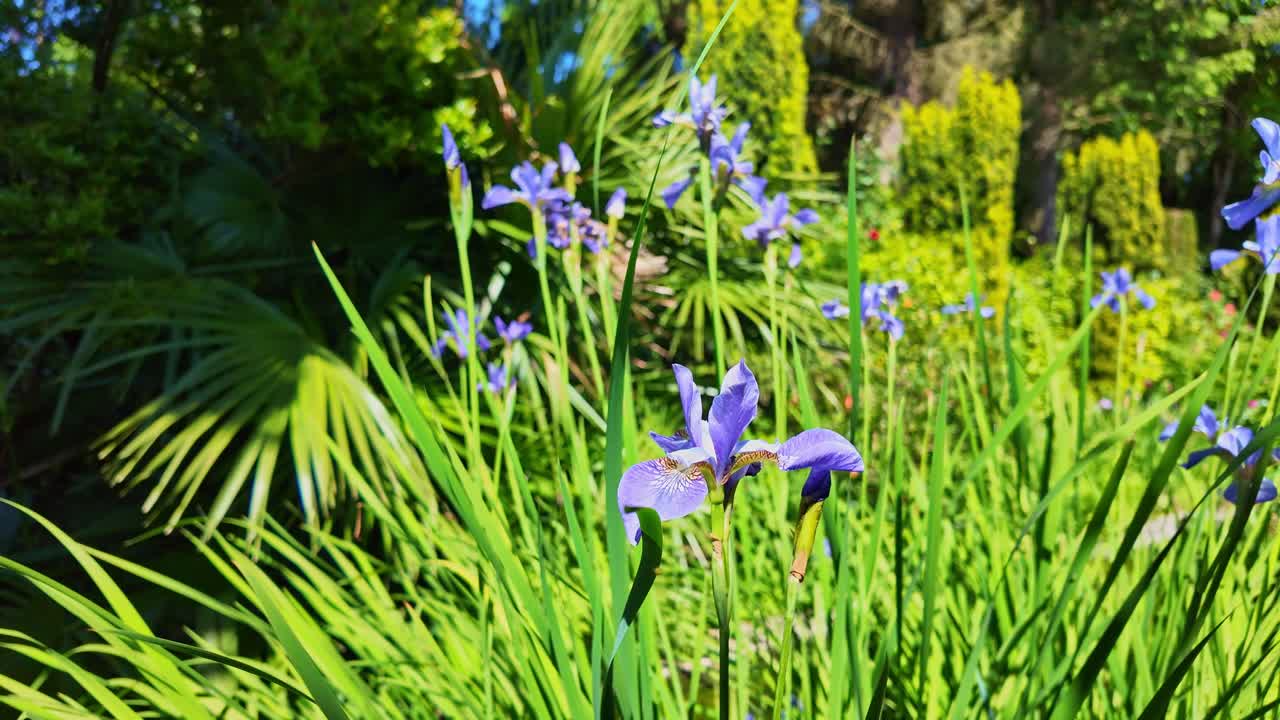 Close-up of a purple iris flower with a grass blade in front, slowly pulling back to reveal its surroundings. - France