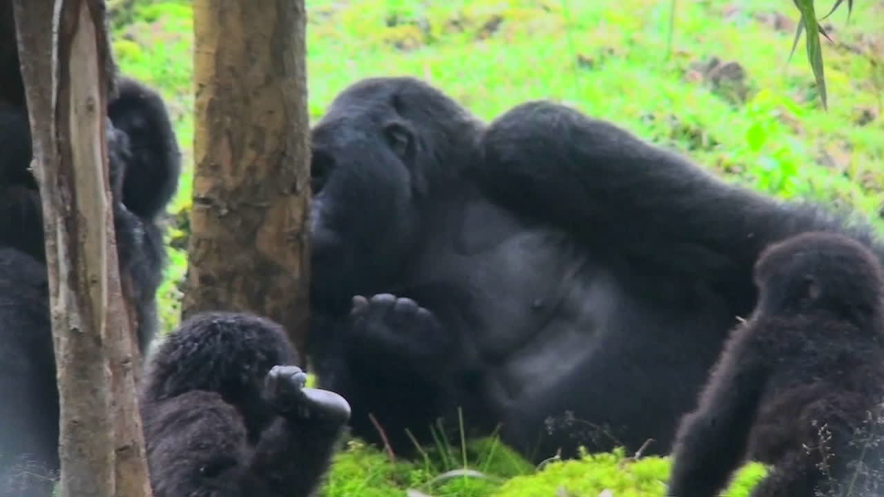 un gorila de espalda plateada adulto come savia de eucalipto de un árbol mientras los bebés juegan cerca