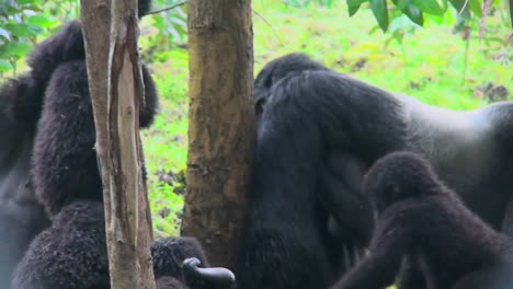 an adult silverback gorilla eats eucalyptus sap from a tree while babies play nearby