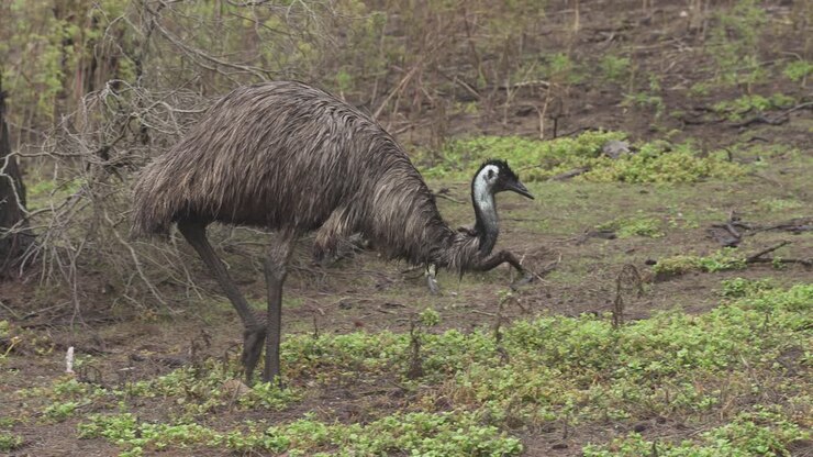 A wild Emu, Australia's largest bird, feeds itself with vegetation