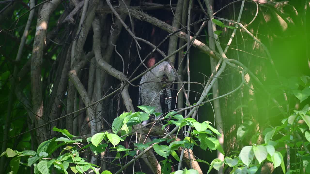 mirando hacia abajo seriamente mientras el viento sopla en lo profundo de la jungla, búho real de vientre manchado, bubo nipalensis, juvenil, parque nacional kaeng krachan, tailandia