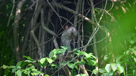 Mirando-Hacia-Abajo-Seriamente-Mientras-El-Viento-Sopla-En-Lo-Profundo-De-La-Jungla,-Búho-Real-De-Vientre-Manchado,-Bubo-Nipalensis,-Juvenil,-Parque-Nacional-Kaeng-Krachan,-Tailandia