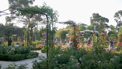 beautiful rose garden in a park with people