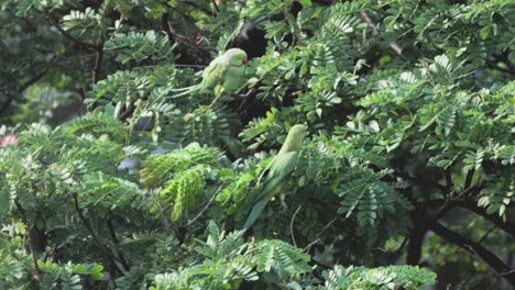 parrots-coming-on-tree-closeup-shot