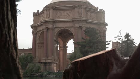 Un-árbol-Cortado-En-El-Palacio-De-Bellas-Artes