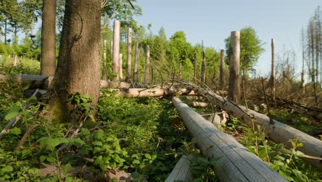 Cut down dead damaged dry spruce trunks