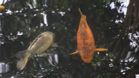 big red carp colorful koi fish swimming in pond wi 4k 2025 08 04 22 56 35 utc.mov | abstract, animal, aquatic, asia