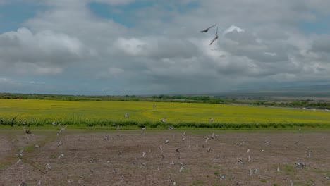 palomas salvajes en rebaños sobre los campos abiertos de la granja de girasoles del centro de maui