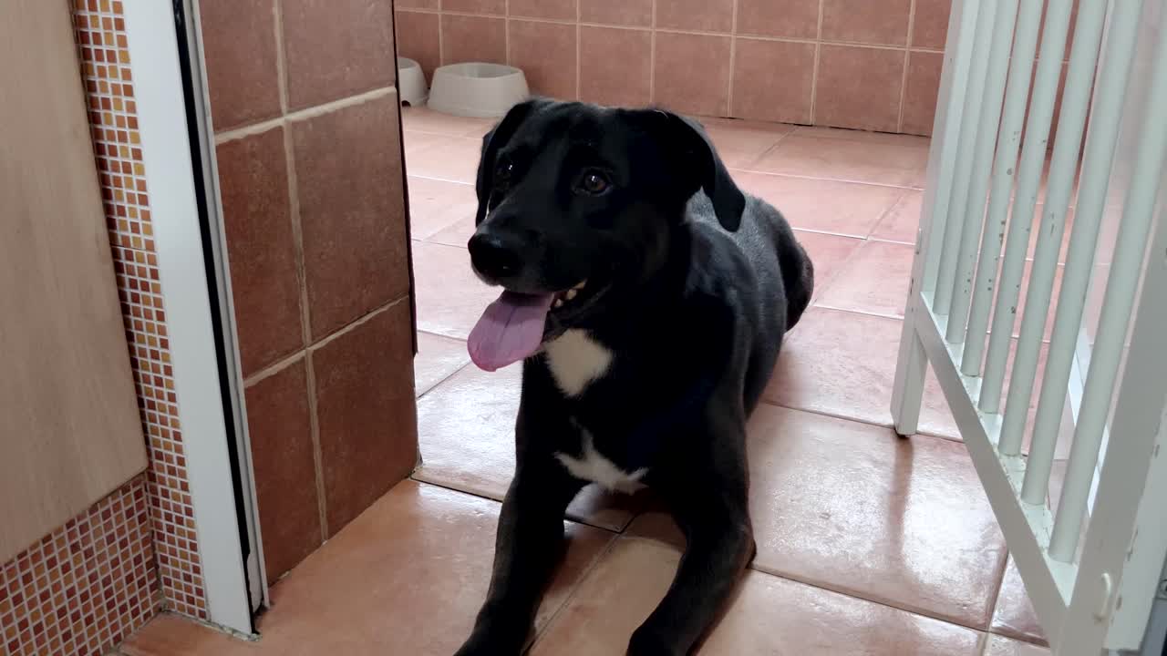 혀가 주둥이에 매달려 있는 동안 주인을 행복하게 올려다보는 누워있는 래브라도 개의 핸드헬드 샷