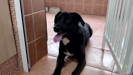 Handheld-shot-of-a-lying-labrador-dog-happily-looking-up-at-his-master-while-his-tongue-hangs-out-of-his-muzzle