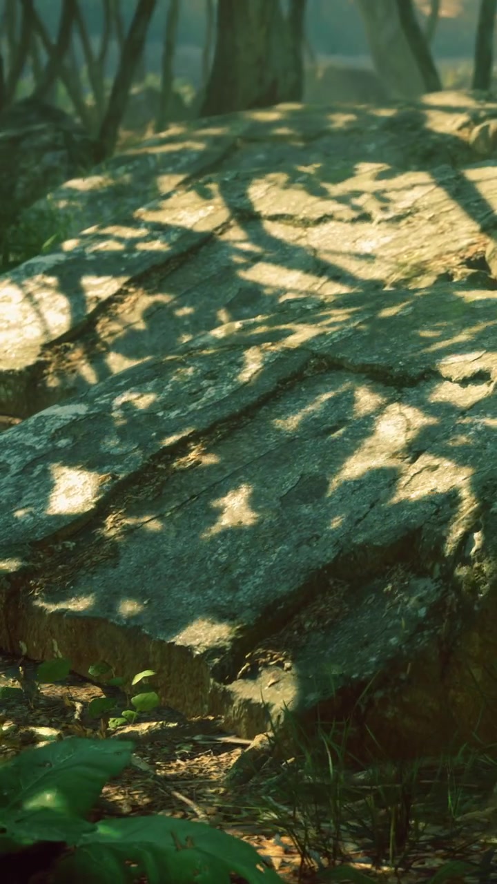 Light and shadow dance on a rock in a forest during the afternoon