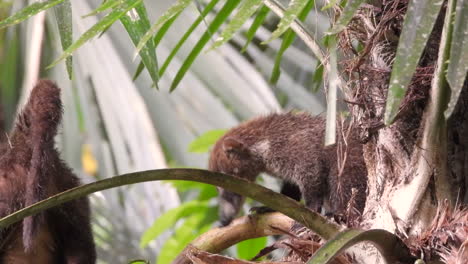 Two-wild-coati-animals-moving-through-tree-branches-in-a-tropical-forest