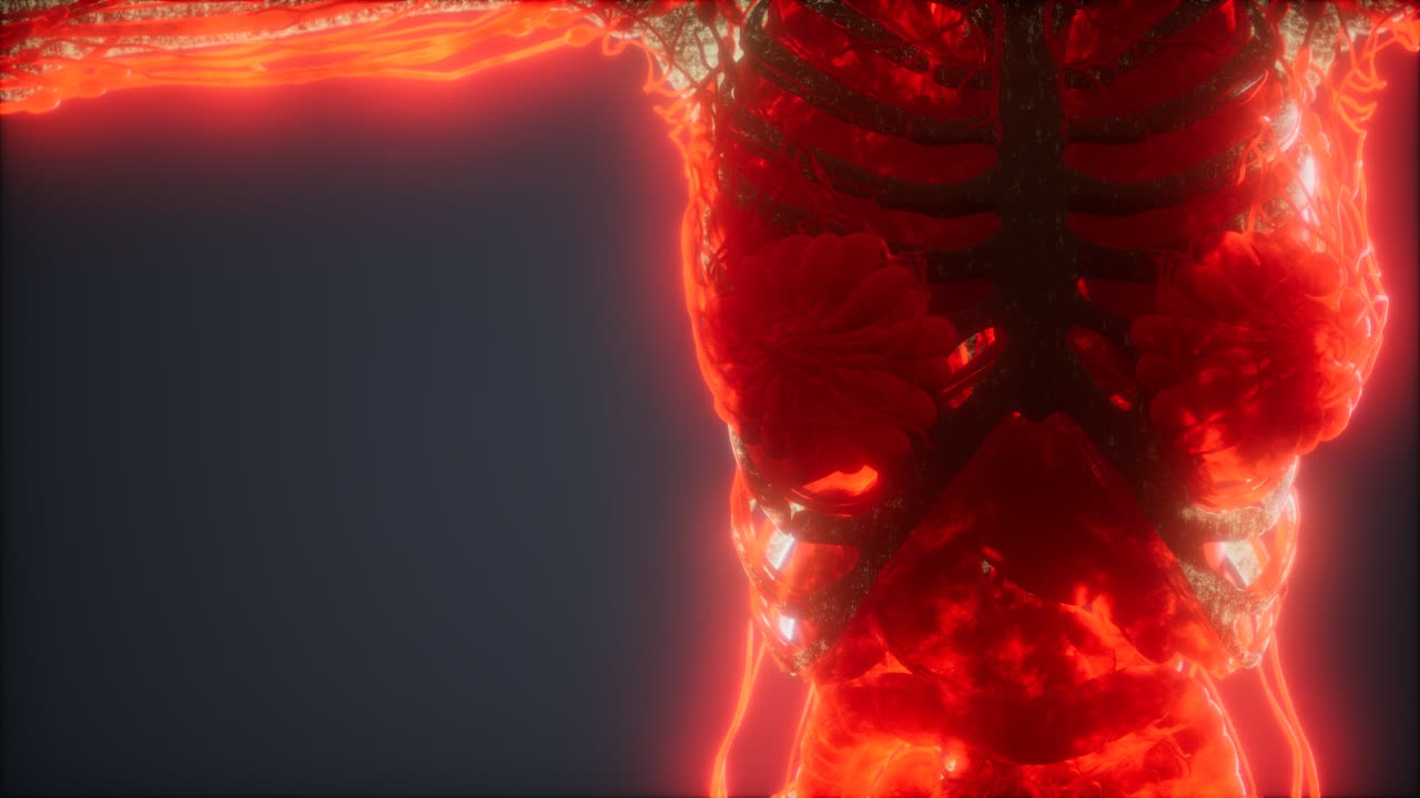 animación colorida del cuerpo humano que muestra huesos y órganos