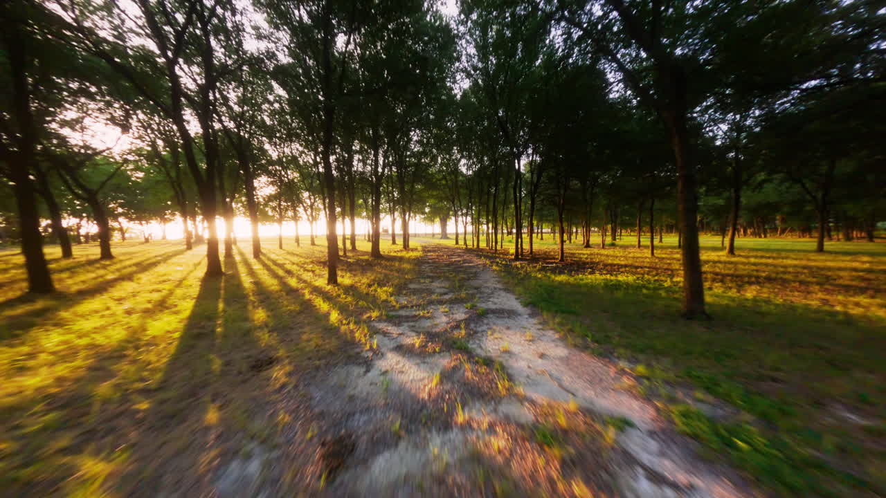 Serene drone footage of an untouched forest glowing in soft morning light. Captures a calm, peaceful, and cinematic wilderness vibe