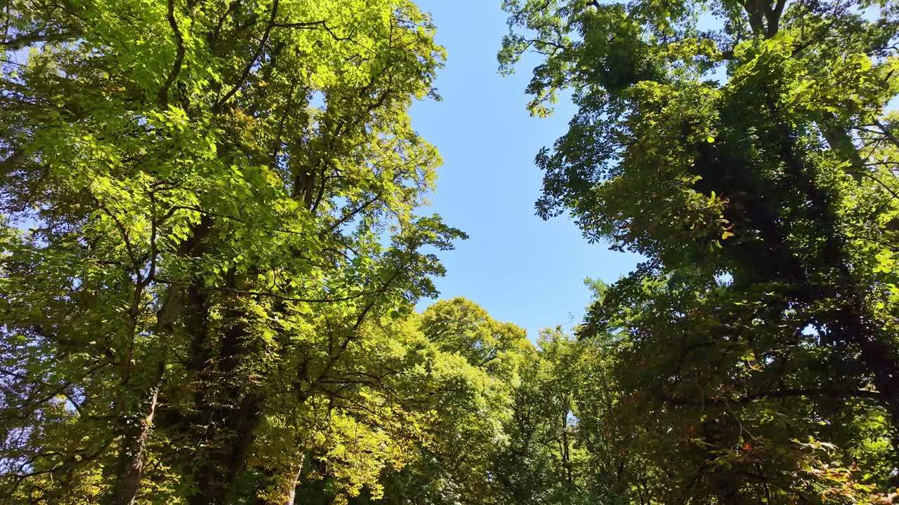 Sunlight filters through green forest canopy beneath open blue sky in peaceful, tilt up