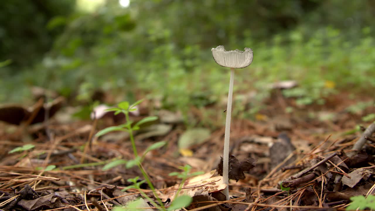 Delicate Hare's Foot Inkcap Mushroom (Coprinopsis lagopus). Close-up Shot