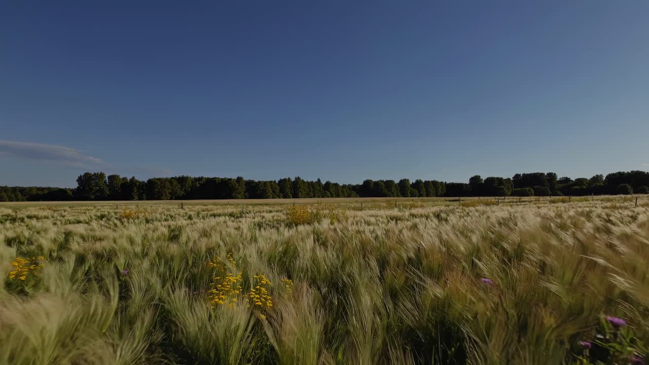 Wide-angle video capturing a serene field of tall grass under a clear blue sky