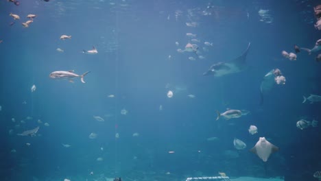 una espectacular escena submarina diversa que incluye peces de arrecife, tiburones y mantarrayas