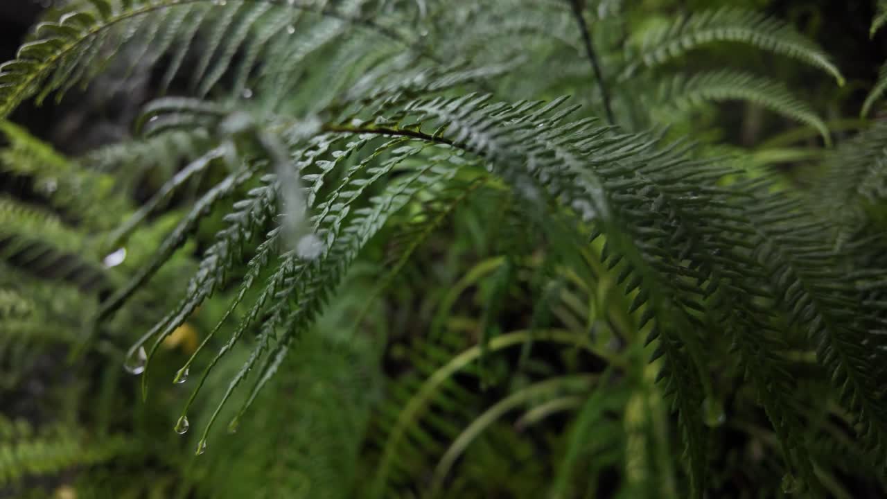 Fern plants nature up-close Polypodiopsida leaf shapes Sri Lanka tropical forest