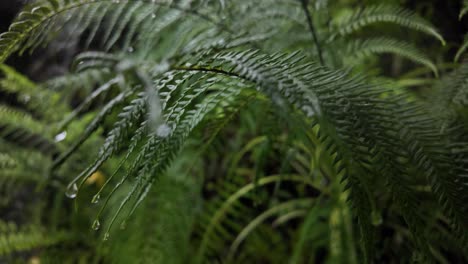 fern plants nature up-close polypodiopsida leaf shapes sri lanka tropical forest