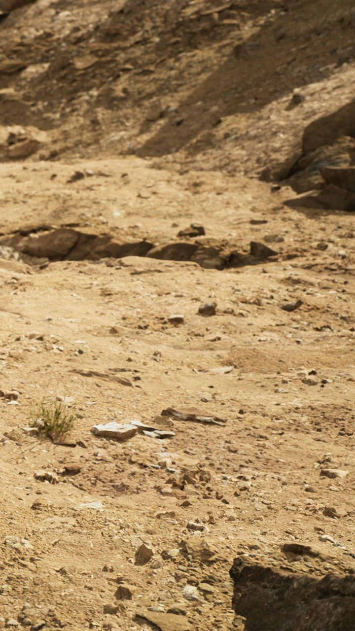 Desert terrain exposes rugged land and dry plants in daylight