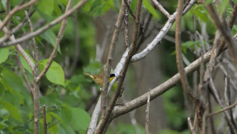 Männlicher-Gelbkehlchen,-Der-Auf-Einem-Blattlosen-Baum-Im-Wald-Hockt