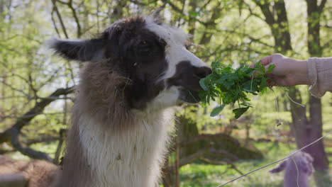 llama is offered some grass, but doesn't want it