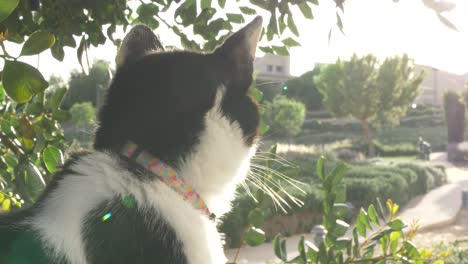 cat looking at the sunset in a garden