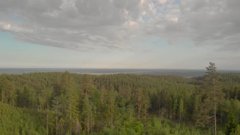 Drone-flying-over-trees-in-swedish,-orebro-forrest