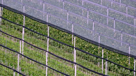 un huerto de manzanas parcialmente cubierto con una red de granizo para proteger las manzanas en crecimiento del granizo