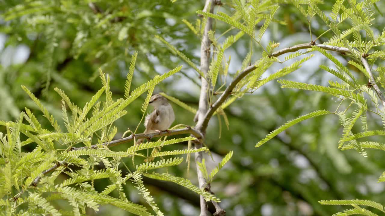 A Graceful Prinia stands and sings on a branch