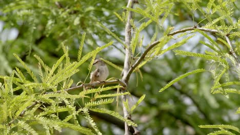 a graceful prinia stands and sings on a branch