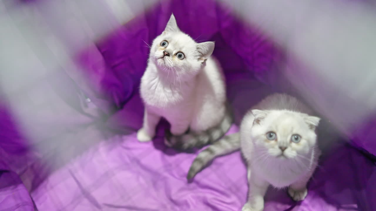 Cute Kittens in a Small Cage. Scottish Fold cat close up