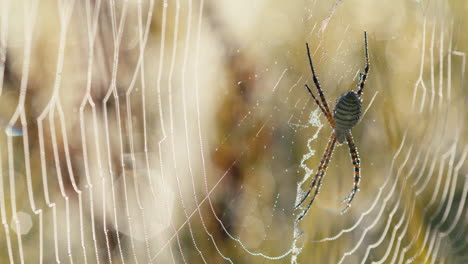 araña de jardín de bandas y red cubierta de rocío matutino en un campo de hierba durante el amanecer, disparo estático medio